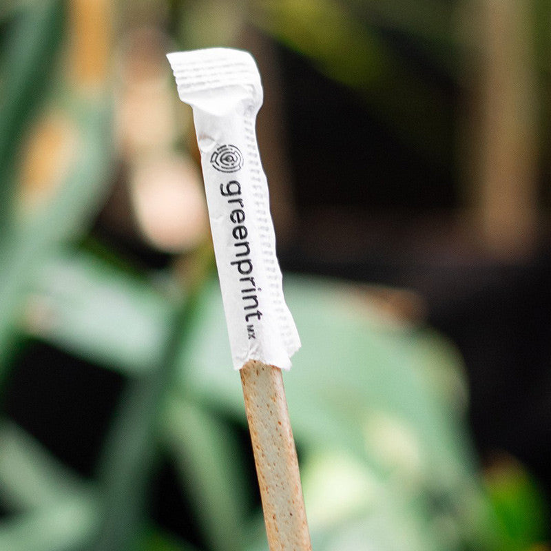 Agave Straws Individually Wrapped Plant Based Restaurant Bulk 